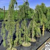 Juniperus communis 'Horstmann' - Harilik kadakas 'Horstmann' C10/10L